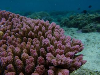 tabletop coral in the Cook Islands.